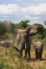 A huge elephant and a baby elephant close-up in the savannah. Masai Mara, Kenya