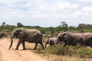 Obraz premium Three elephants crossing the road. Masai Mara, Kenya