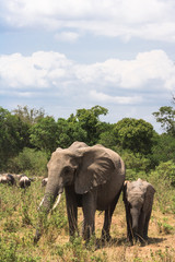 Obraz premium A family of elephants cross the road. Masai Mara, Kenya