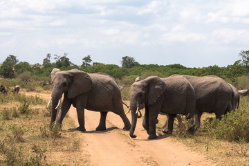 Fototapeta na wymiar Three elephants cross the road. Masai Mara, Kenya