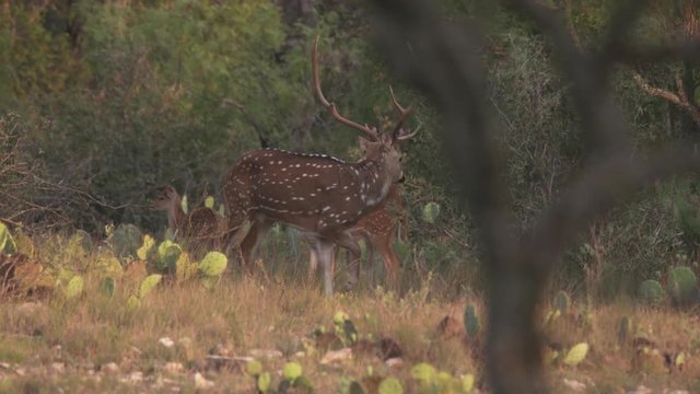 axis buck in texas