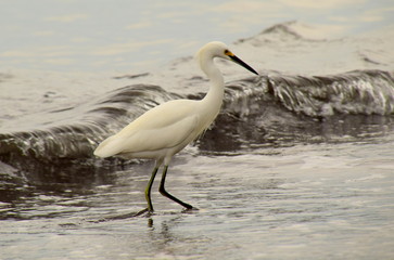 Obraz premium Little Egret In Front Of Wave