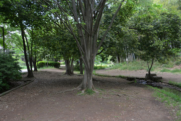 Obraz premium Japanese Park Trail