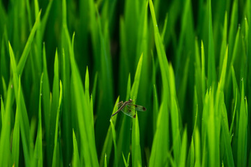 close up dragonfly on top rice in a paddy field background in Thailand.