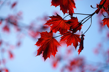 close up on red maple leaves and branches