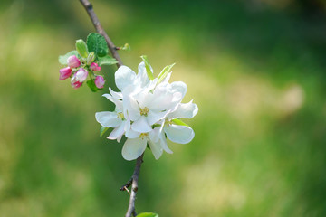 close up on apple flower blossom in spring