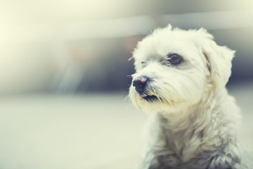 Close-up maltese dog is wating and sitting
