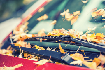 Autumn leaves fallen on car window and bodies