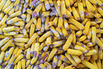 Old rotten corn. Background of corn cob