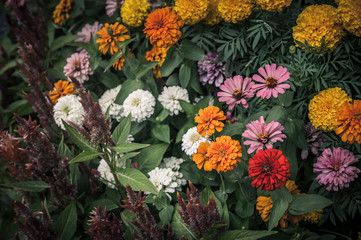 Flower (white, yellow, orange, purple, pink color) Naturally beautiful flowers in the garden ,vintage effect style pictures