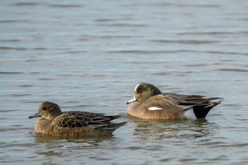 Wigeon Duck pair