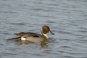 Northern Pintail Duck Drake