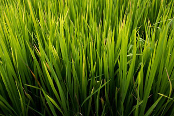 Fototapeta na wymiar Rice field , The beautiful of rice field from the top view background in Thailand.