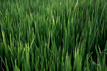 Rice field , The beautiful of rice field from the top view background in Thailand.