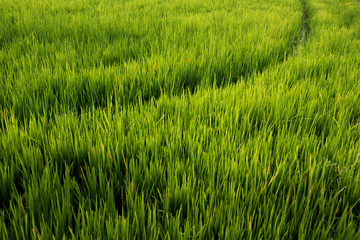 Rice field , The beautiful of rice field from the top view background in Thailand.