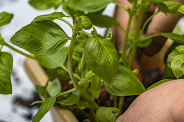 caring for potted basil