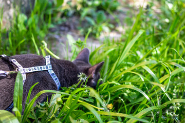 Walking the cat on the street on a leash