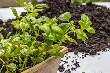 potted basil in front of dirt