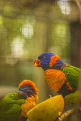 Rainbow Lorikeet Birds Couple