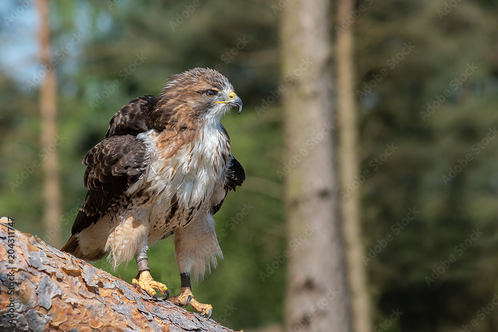 Aufkleber A red tailed hawk ruffling its feather while looking alertly to the right whilst perched on a fallen down tree trunk