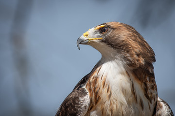 A close up portrait from a low angle of a red tailed hawk with the sky in the background and looking to the left