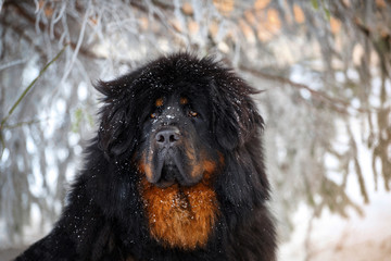 Beautiful dog breed Tibetan mastiff on a nature background.