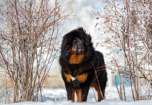 Beautiful dog breed Tibetan mastiff on a nature background.