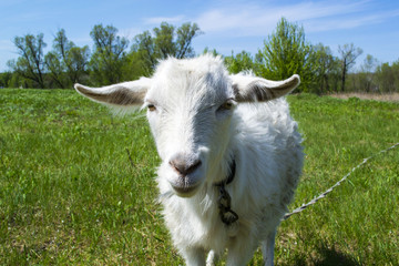 Obraz premium White goat on a green field