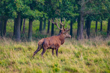 Portrait of majestic powerful adult red deer stag in Autumn Fall forest (Cervus elaphus)	