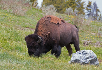 Bison Buffalo Bull grazing in the Hayden Valley near to Canyon Village in Yellowstone National Park in Wyoming USA