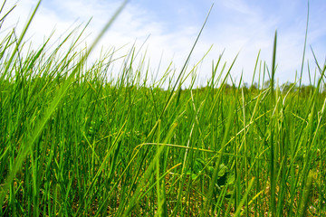 Fototapeta premium Background of green grass