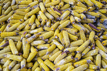 Old rotten corn. Background of corn cob