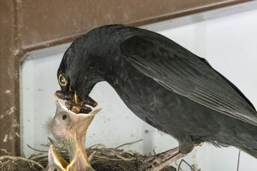 The male goat feeds the young in the nest.