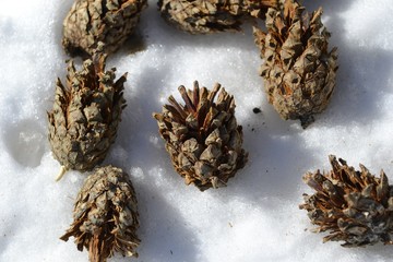 Шишки на фоне белого снега