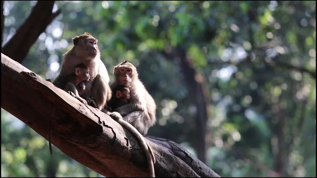 Family Monkey Videos Sitting on a forest tree Of the national park Monkeys are found in Thailand.