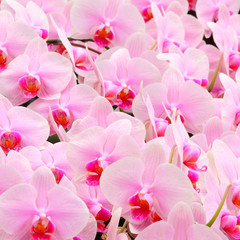 The group of beautiful pink tropical orchid flower background