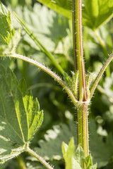 Green leaves of nettle and stalk in detail.