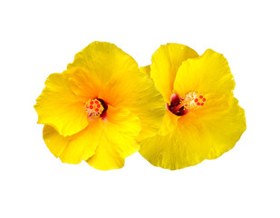 Yellow Shoe Flower or Hibiscus or Chinese rose on white isolated background.