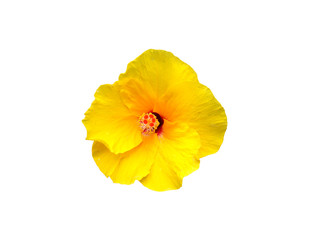 Yellow Shoe Flower or Hibiscus or Chinese rose on white isolated background.