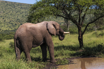 Wild Elephant Drinking Water in Natural Wilderness
