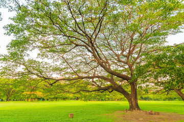 Fototapeta premium A beautiful rain tree on the lawn in the park with nature background.