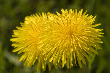 View of yellow dandelion flower.
