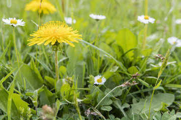 Dandelions growing in the grass.