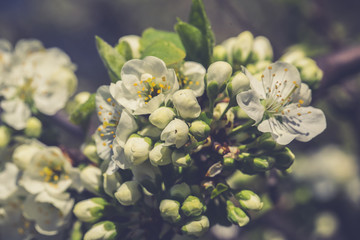 Spring flowers. Beautifully blossoming tree branch