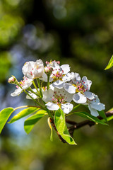 Blossoming cherry trees in spring,Spring Background