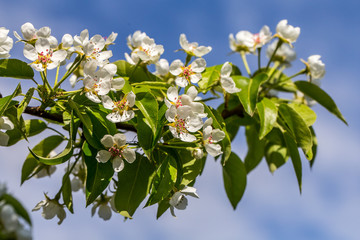 Blossoming cherry trees in spring,Spring Background