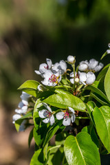 Blossoming cherry trees in spring,Spring Background