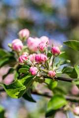 Blossoming cherry trees in spring,Spring Background