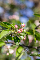 Blossoming cherry trees in spring,Spring Background