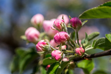 Blossoming cherry trees in spring,Spring Background